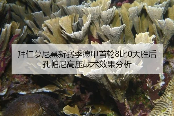 bai-ren-mu-ni-hei-xin-sai-ji-de-jia-shou-lun-bi-da-sheng-hou-kong-pa-ni-gao-ya-zhan-shu-xiao-guo-fen-xi-3-557.jpg